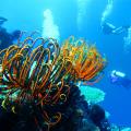 Tranquillity Island Resort & Dive Base - Port Vila