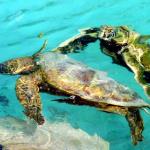 Turtles - Port Vila
