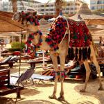 King Tut Resort Hurghada