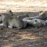 Giraffe House Malindi