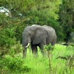 Saadani Safari Lodge, Saadani National Park