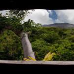 Tana Tree Top Lodge, Tanna