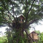 Tana Tree Top Lodge, Tanna