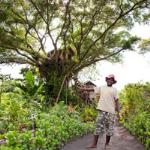 Tana Tree Top Lodge, Tanna