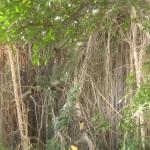 Tanna Yasur View Bungalows