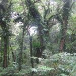 Tanna Yasur View Bungalows